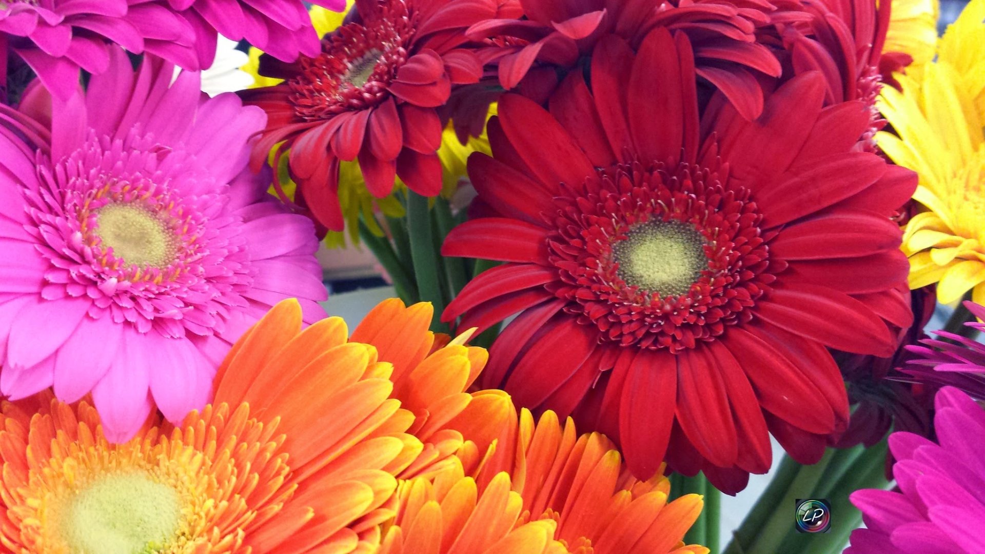 Full Color Daisies